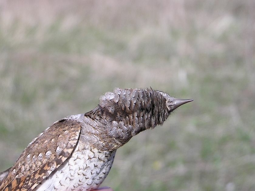 Eurasian Wryneck, Sundre 20050512